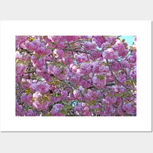 Pink Cherry Blossom Posters and Art